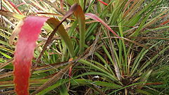 Description de l'image Bromelia unaensis Leme & Scharf (7272517062).jpg.