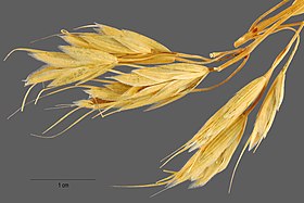 Bromus squarrosus NRCS-1.jpg