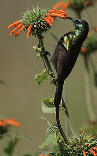 Bronzy sunbird Species of bird