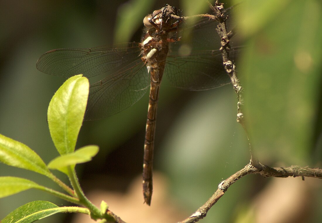 Cordulegaster bilineata