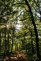 * Nomination Beech forest on Buchberg in the Vienna Woods, municipality of Neulengbach, Lower Austria --Uoaei1 05:07, 29 April 2020 (UTC) * Promotion Maybe a bit on the dark side, but atmospheric.--Famberhorst 05:55, 29 April 2020 (UTC)