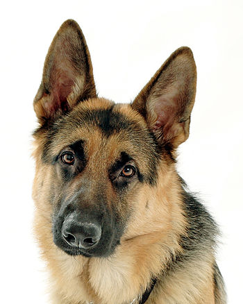 Buck - A Fine Example Of A German Shepherd