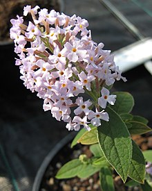 Buddleja delavayii, Longstock.jpg