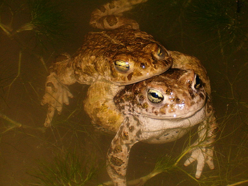 File:Bufo calamita 2.jpg