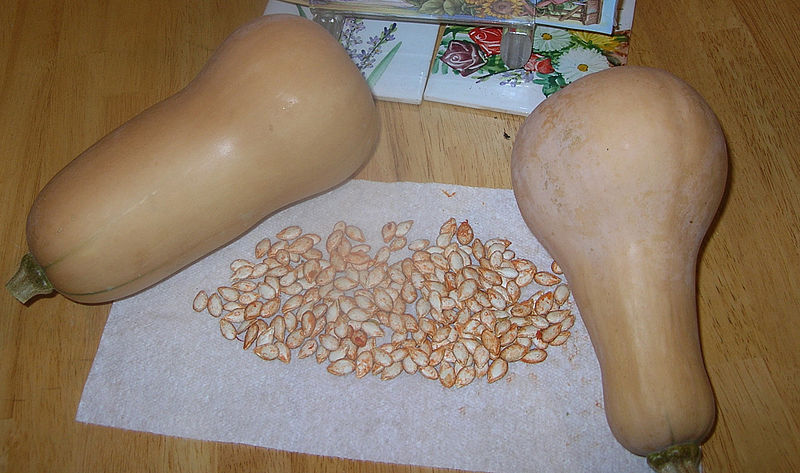 File:Butternut Squash with dried seeds.JPG