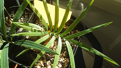 Cycas zambalensis