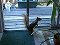 C4268-An-inquisitive-squirrel.jpg