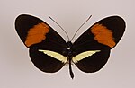 Miniatuur voor Heliconius amaryllis