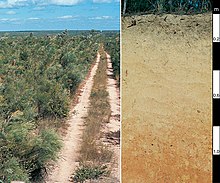 CSIRO ScienceImage 4302 Yellow Kandosol soil profile in the Bamaga Reserve Cape York Peninsula north Queensland.jpg