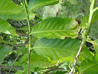 <span class="mw-page-title-main">Bourbon coffee</span> Variety of coffee plant