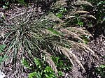 Miniatura para Calamagrostis foliosa