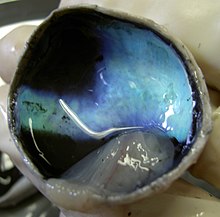 Choroid dissected from a calf's eye, showing black RPE and iridescent blue tapetum lucidum Calf-Eye-Posterior-With-Retina-Detached-2005-Oct-13.jpg
