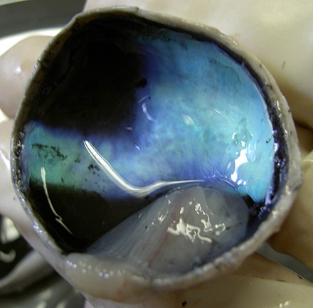 Choroid dissected from a calf's eye, showing black RPE and iridescent blue tapetum lucidum