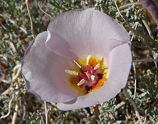 <i>Calochortus flexuosus</i> Species of flowering plant