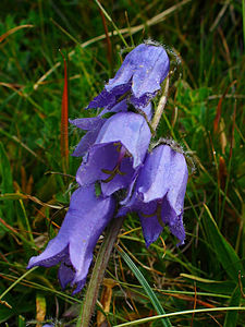 Campanula barbata Flowers