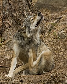 Canis lupus scratching.jpg