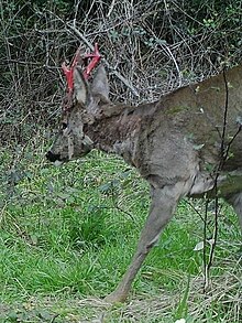 Moulting roe buck with freshly rubbed antlers Capreolus capreolus 373892216.jpg