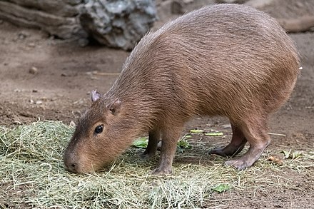 A Capybara eating hay at Franklin Park Zoo, Boston, Massachusetts