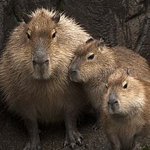 Hydrochoerus hydrochaeris - Wikipedia, la enciclopedia libre