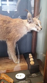 Miniatuur voor Bestand:Caracal caracal - Naturhistorisches Museum, Wien, 22 April 2017.jpg