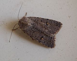 <i>Caradrina flavirena</i> Species of moth