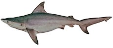 כריש ג'אווה