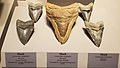 Carcharodon megalodon teeth, Tellus Science Museum.jpg