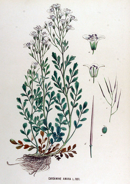 File:Cardamine amara — Flora Batava — Volume v17.jpg