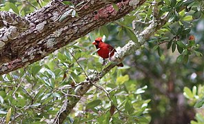 Cardinalis cardinalis (Northern Cardinal) 65.jpg