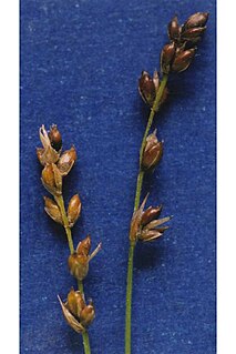 <i>Carex disperma</i> Species of grass-like plant