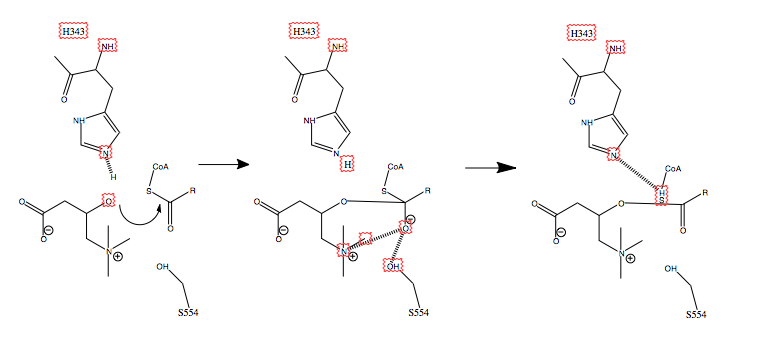 File:Carnitine Acetyltransferase Mechanism.tiff