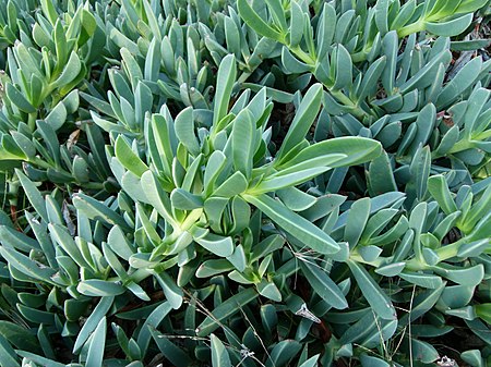 Carpobrotus sauerne.JPG