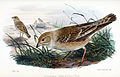 Carpospiza brachydactyla 1868.jpg