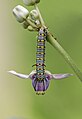 * Nomination Caterpillar of Danaus chrysippus (Linnaeus, 1758) – Plain Tiger feeding on Calotropis. (by Sourabh.biswas003) --Atudu 10:44, 26 June 2020 (UTC) * Promotion  Support Good quality. --Ssprmannheim 10:55, 26 June 2020 (UTC)