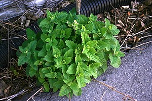 Catnip, Stirling, Ontario 0819 (4560289907).jpg