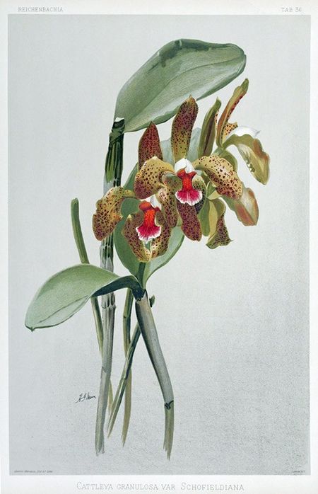 Cattleya granulosa var schofieldiana00.jpg