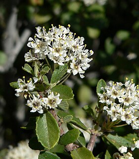 <i>Ceanothus greggii</i> Species of flowering plant