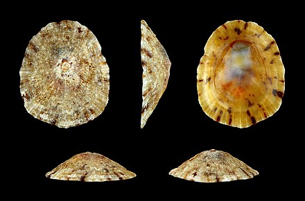 Wheel limpet shells originating from the Red Sea near Tabuk