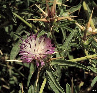 <i>Centaurea iberica</i> Species of flowering plant