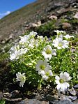 Cerastium uniflorum.jpg