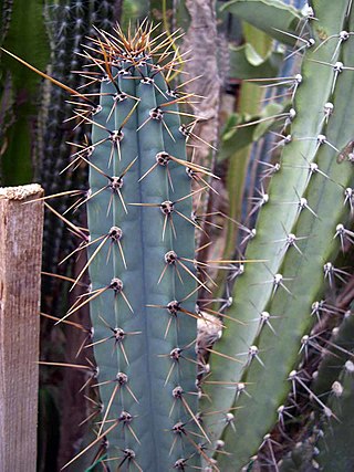 <i>Cereus forbesii</i> Species of cactus