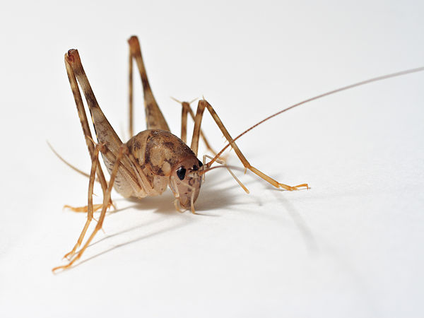 A cave cricket, showing the long hind legs and antennae