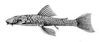 <i>Ancistrus greeni</i> Species of catfish