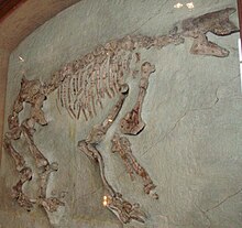 Chalicotherium paris.jpg