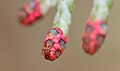 Sypressikasveille tyypillisiä hyvin pieniä hedekäpyjä. Lawsoninsypressi (Chamaecyparis lawsoniana).