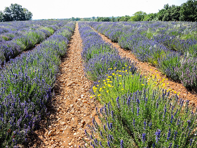 File:Champ de lavande à Valensole (2).jpg