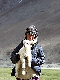 Nomadische changpa in Ladakh met een pashmina geit