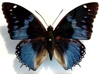 <i>Charaxes smaragdalis</i>