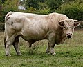 Charolais bull.jpg