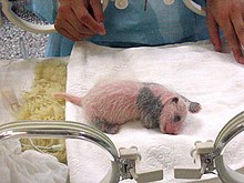 A giant panda cub. At birth, the giant panda typically weighs
.mw-parser-output .frac{white-space:nowrap}.mw-parser-output .frac .num,.mw-parser-output .frac .den{font-size:80%;line-height:0;vertical-align:super}.mw-parser-output .frac .den{vertical-align:sub}.mw-parser-output .sr-only{border:0;clip:rect(0,0,0,0);clip-path:polygon(0px 0px,0px 0px,0px 0px);height:1px;margin:-1px;overflow:hidden;padding:0;position:absolute;width:1px}
100 to 200 grams (3+1/2 to 7 ounces) and measures 15 to 17 centimeters (6 to 7 inches) long. Chengdu-pandas-d18.jpg